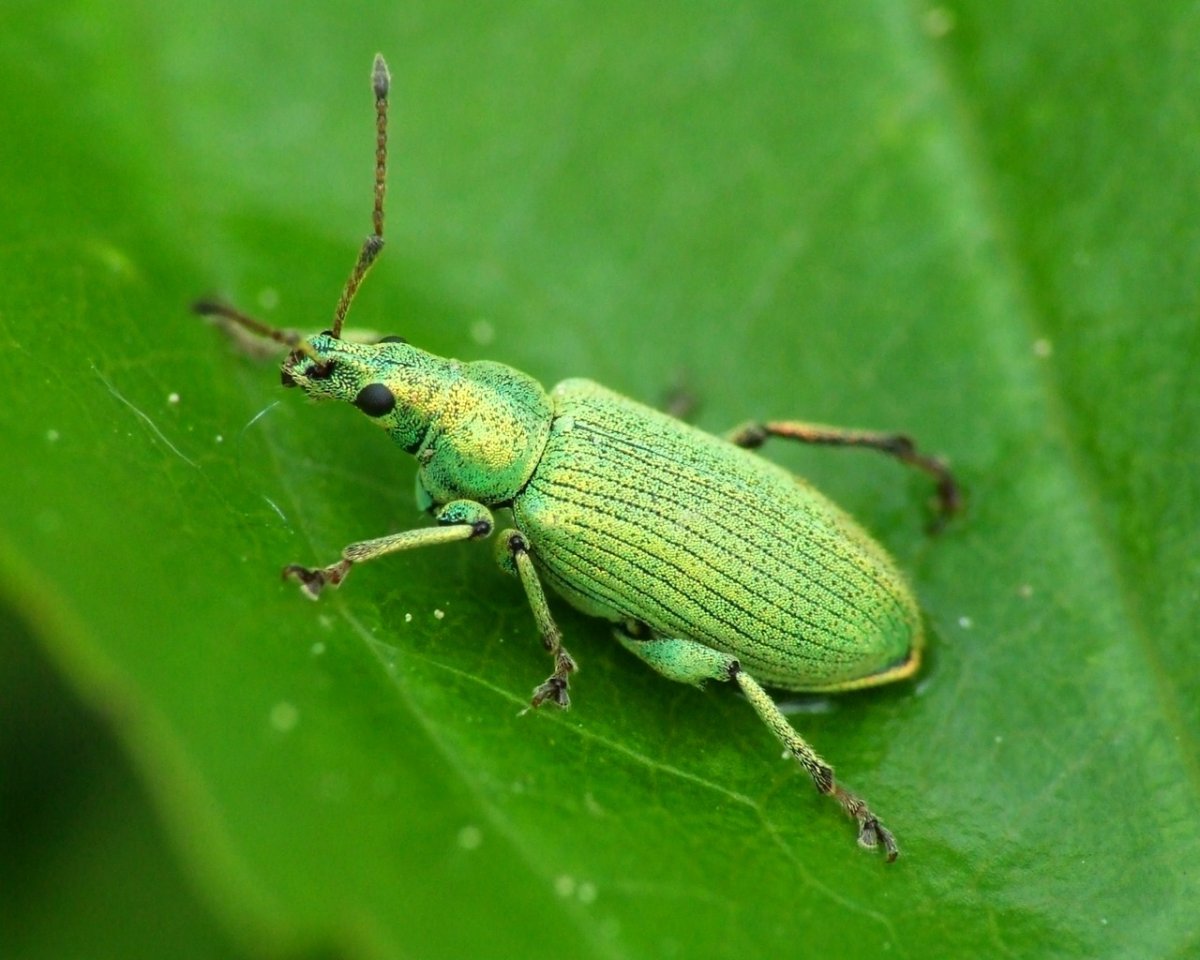 Жук долгоносик зеленый