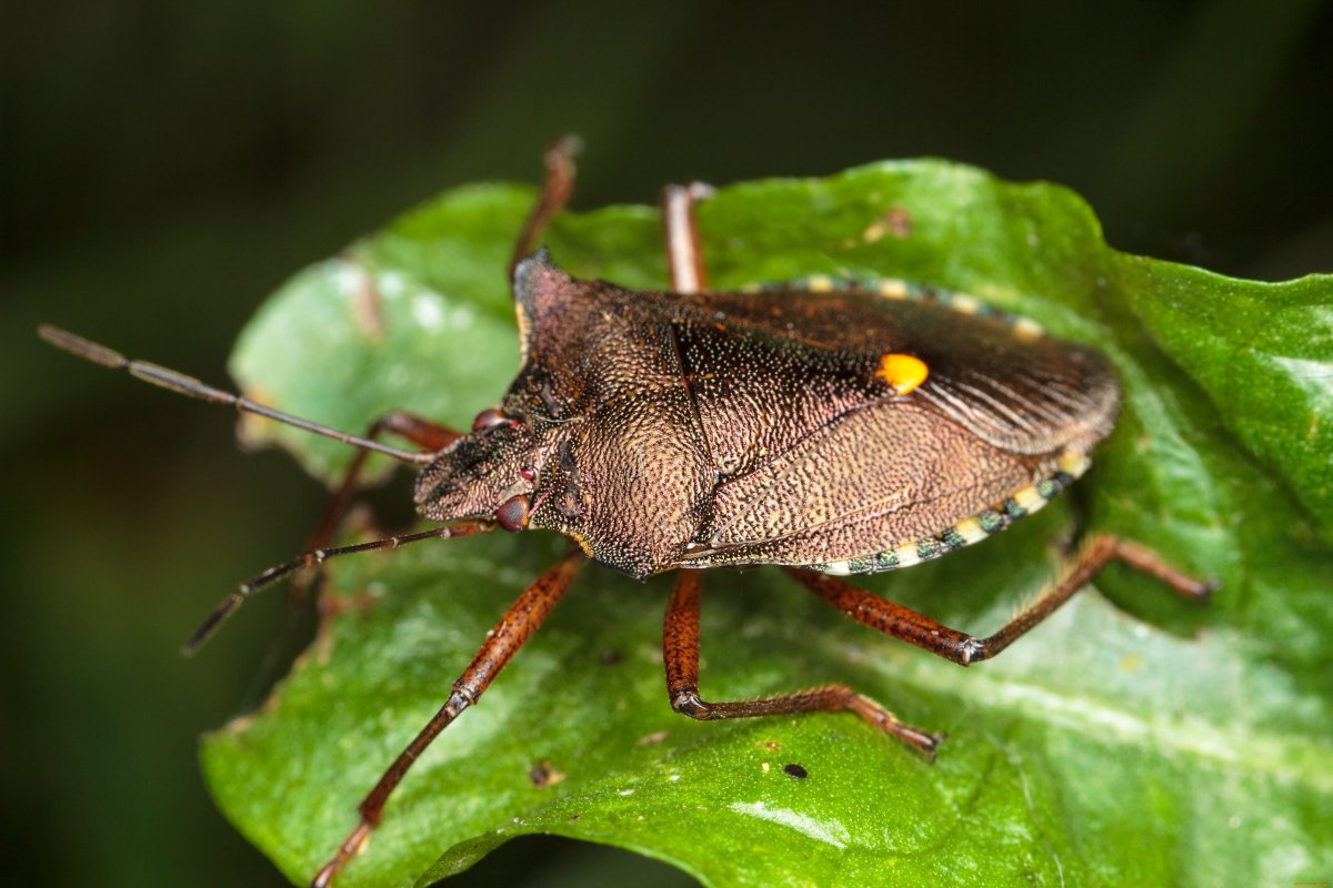 Клещ вредная черепашка