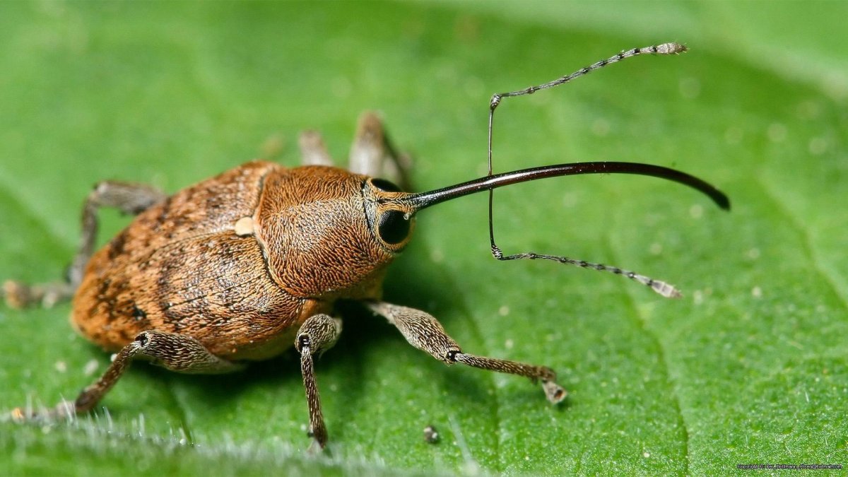 Долгоносик плодожил