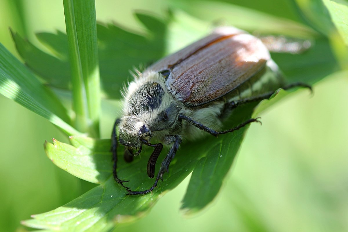 Луговой Хрущик Жук