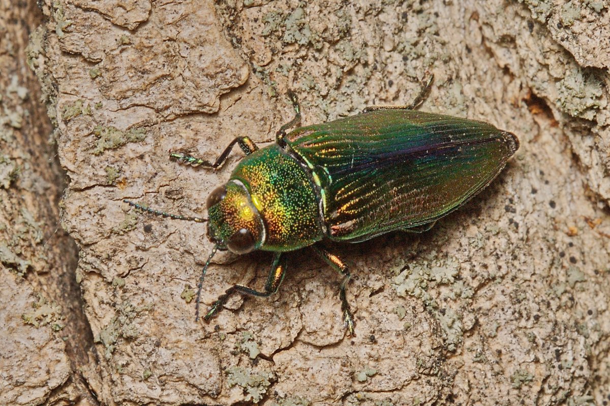 Жук Buprestidae