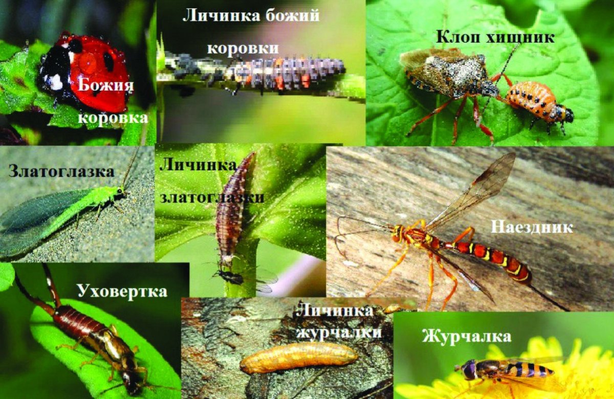 Полезные насекомые названия