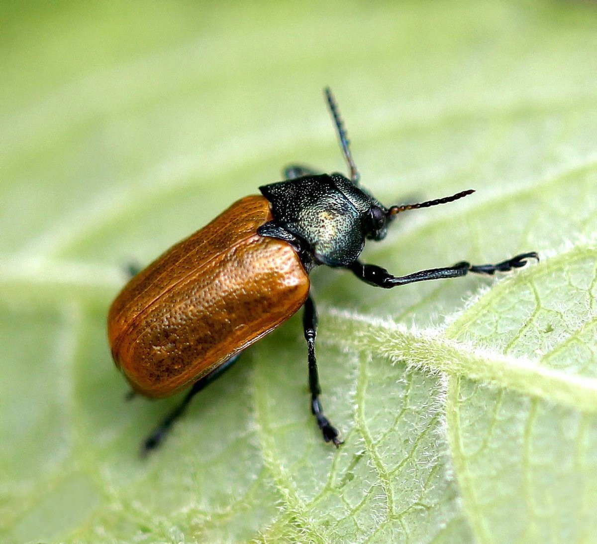 Листоед краснокаемчатый