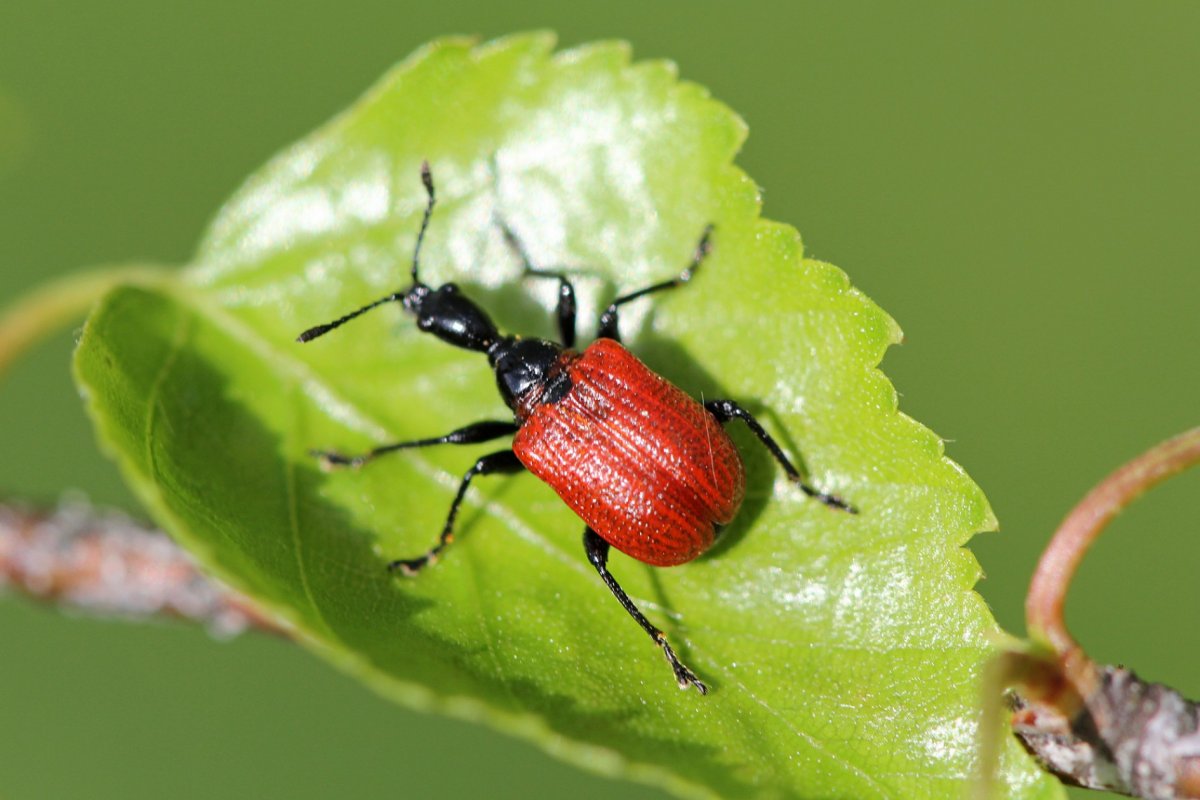 Березовый трубковерт Жук