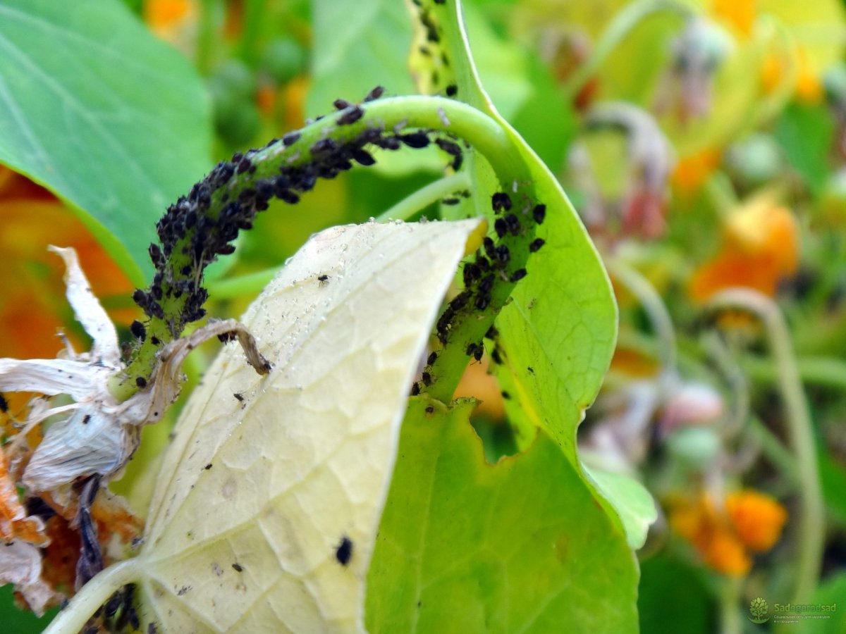 Тля на листьях