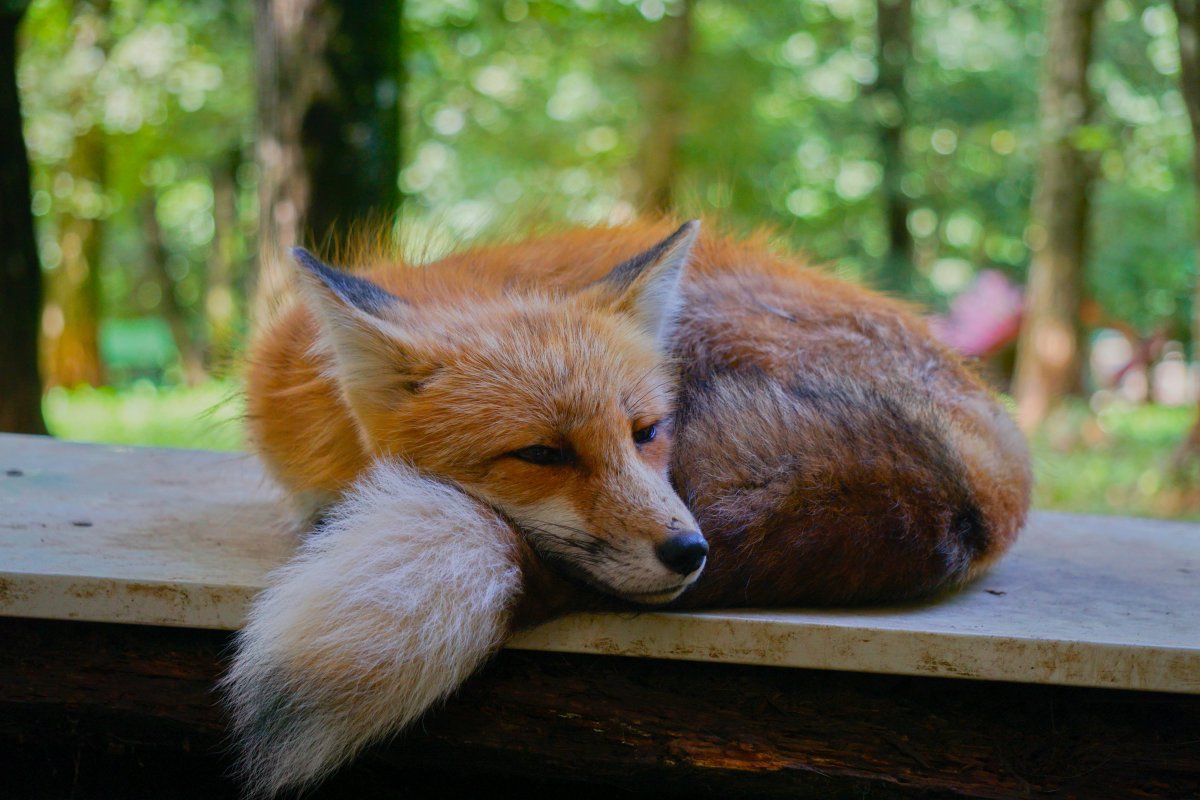 Лисенок лежит