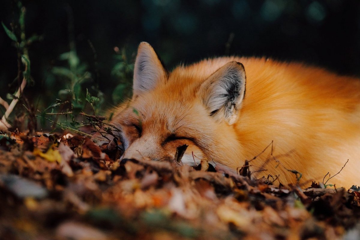 Лиса спит