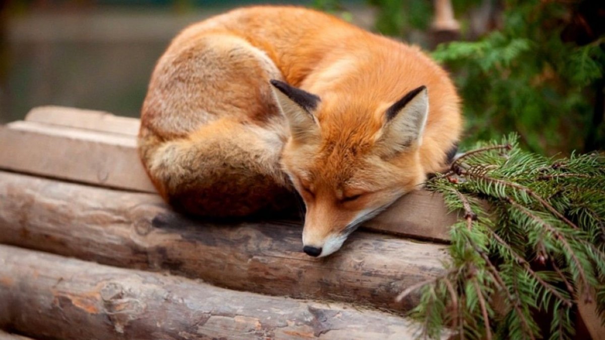 Лиса спит клубочком