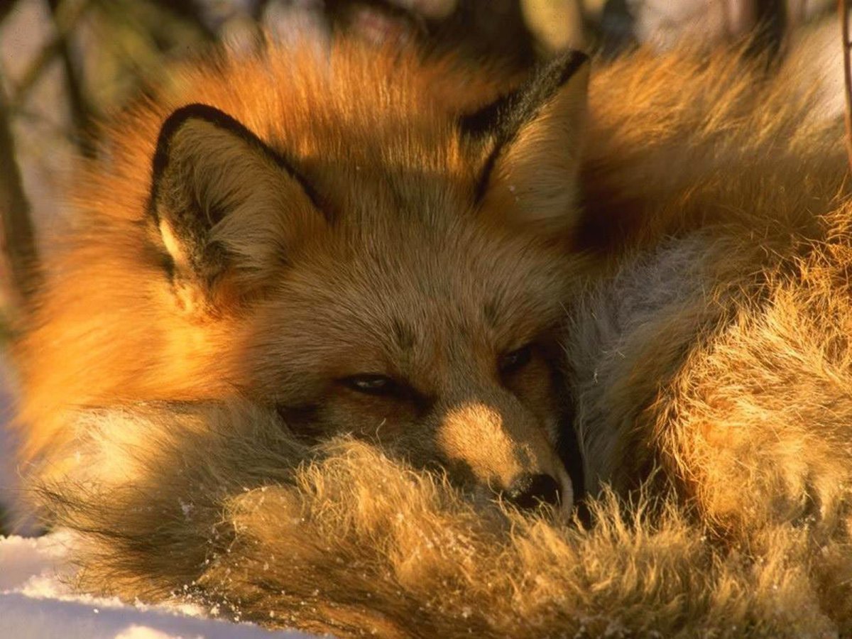 Осень спит лиса