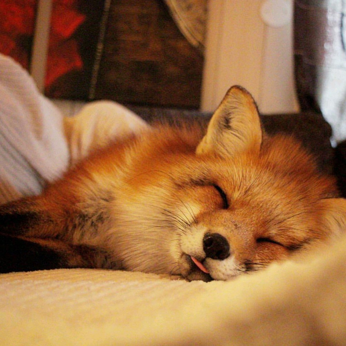 Лисичка спит