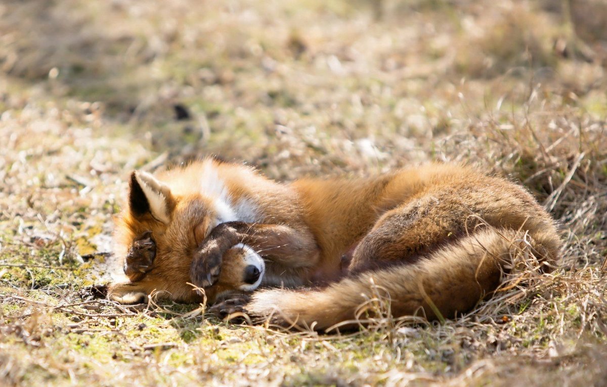 Лисенок прячется