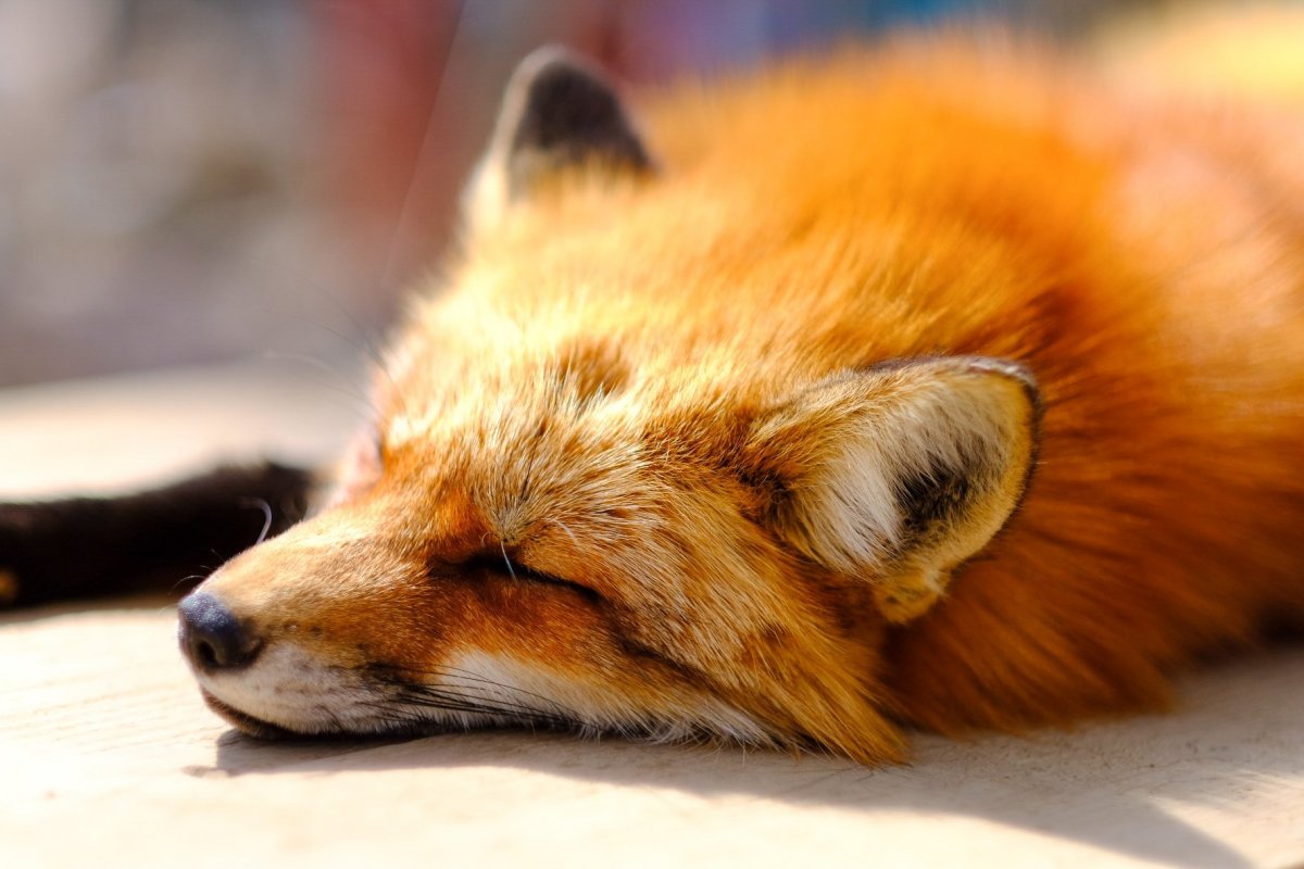 Эстетика лисиц