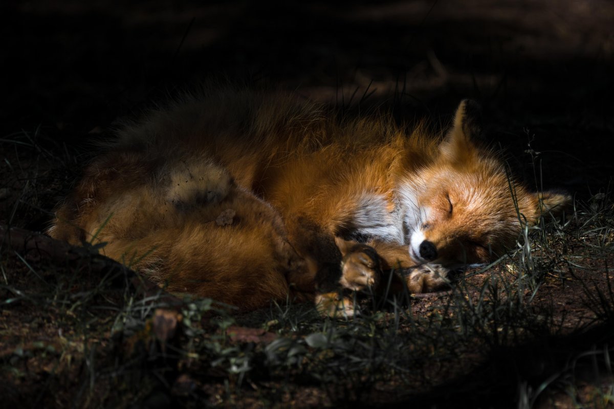 Лисенок в норке