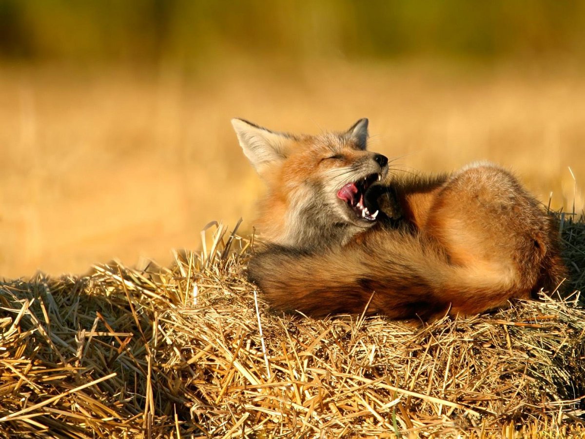 Лисица с лисятами