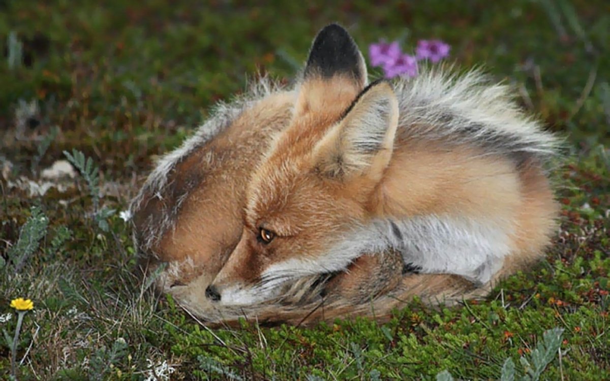 Грустная лиса спит