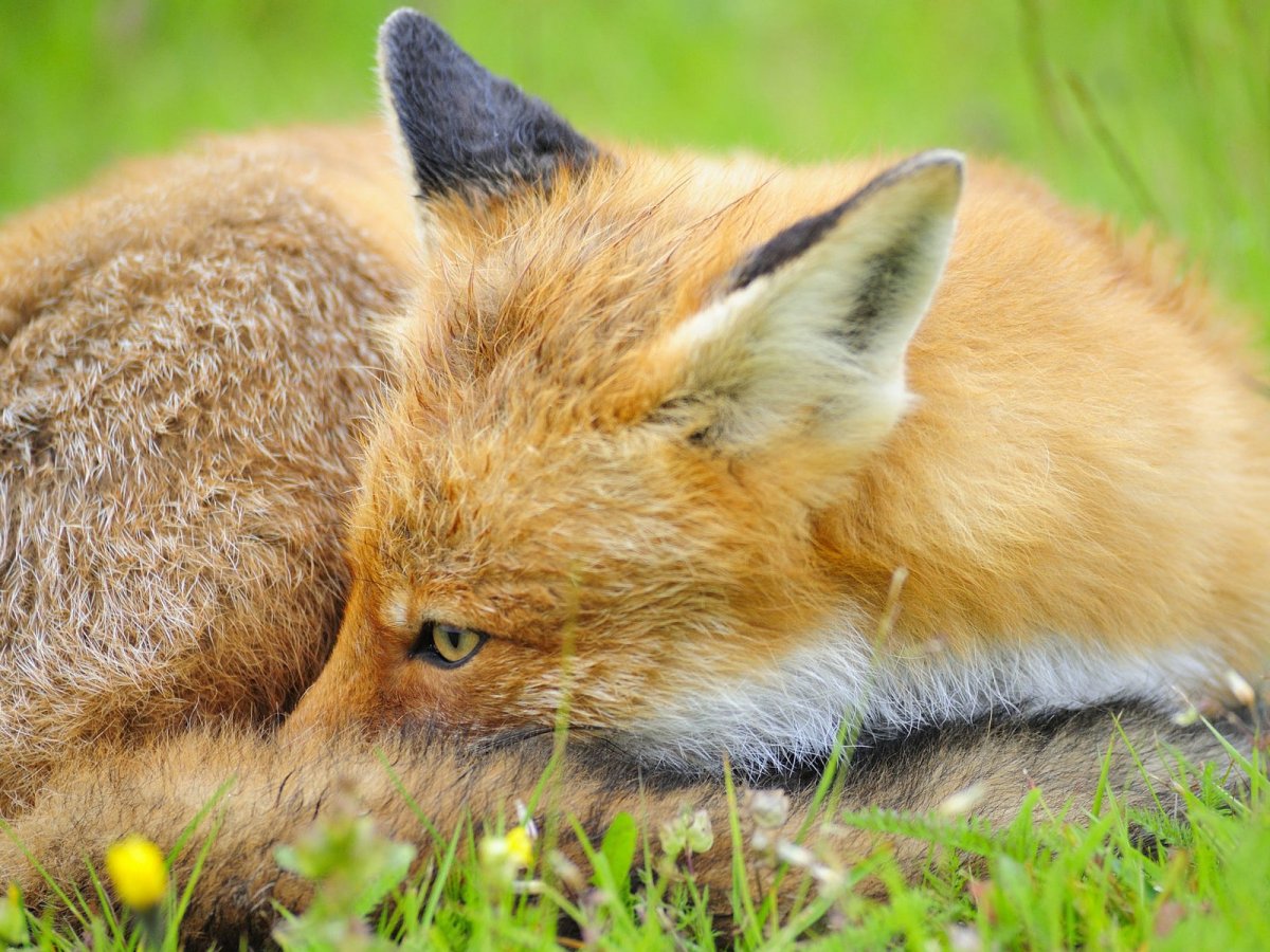 Лиса спит в траве