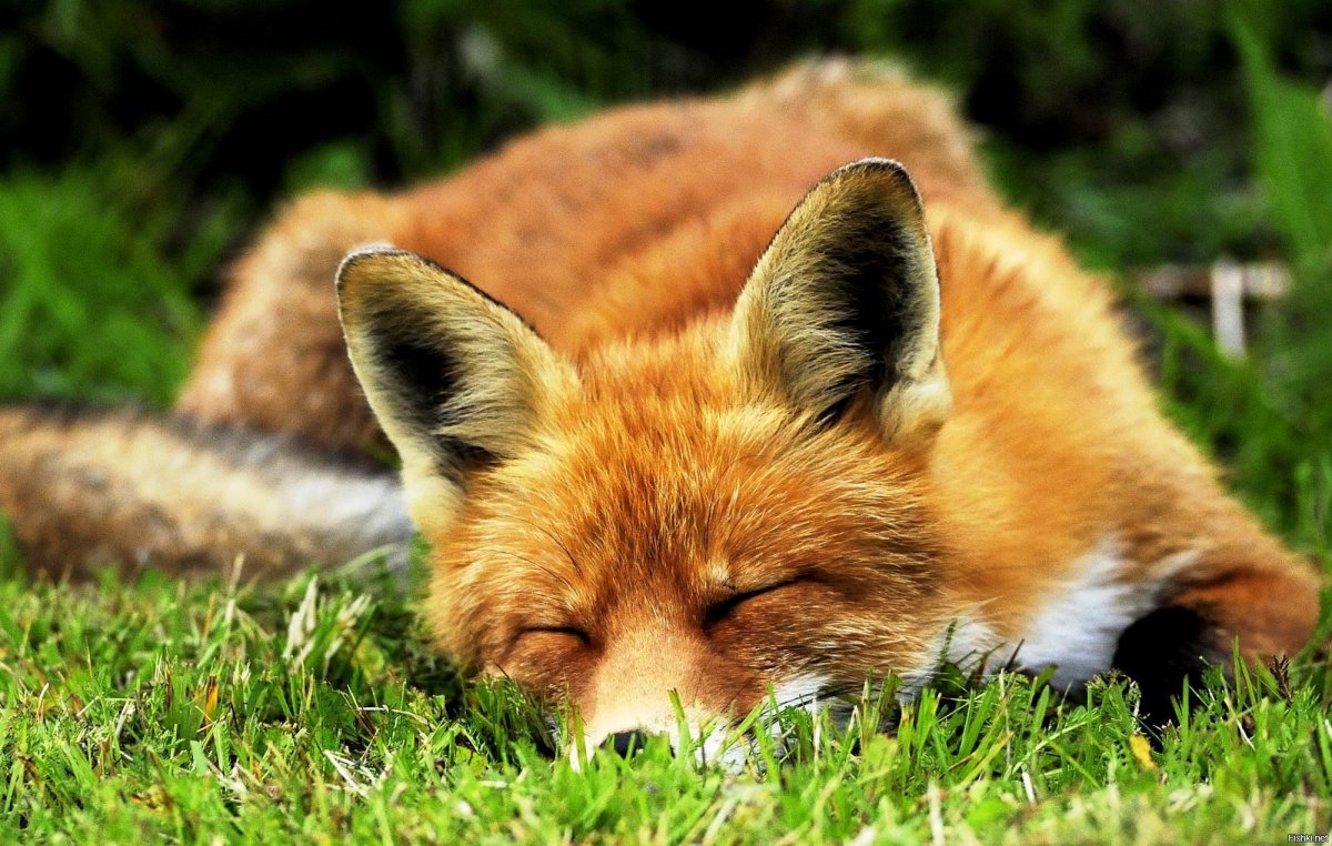 Лисенок лежит