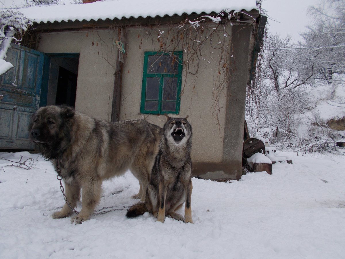 Волкодав и волкособ
