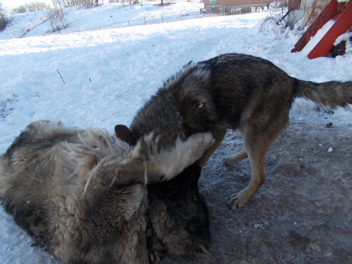 Волкособ против питбуля