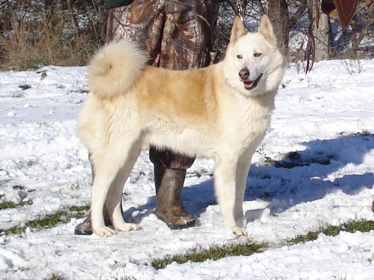 Смешка алабая и овчарки