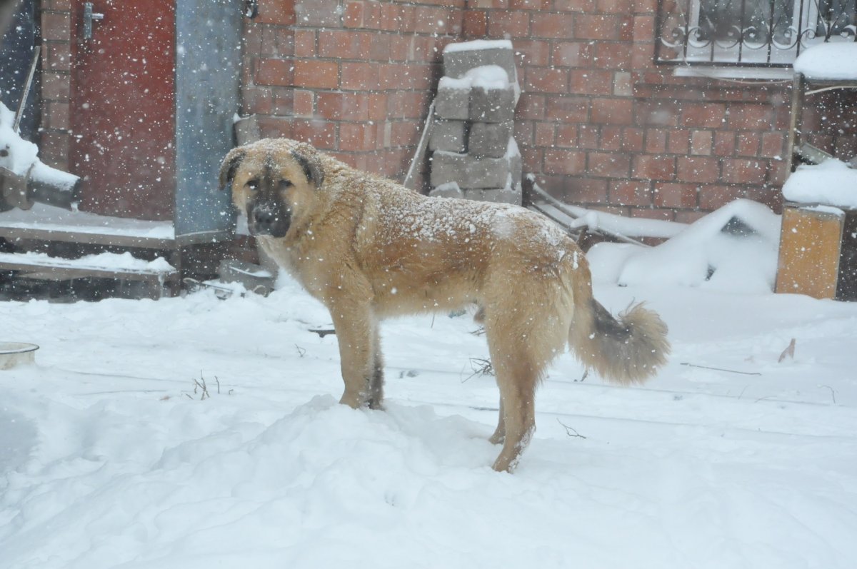 Волкодав и волкособ