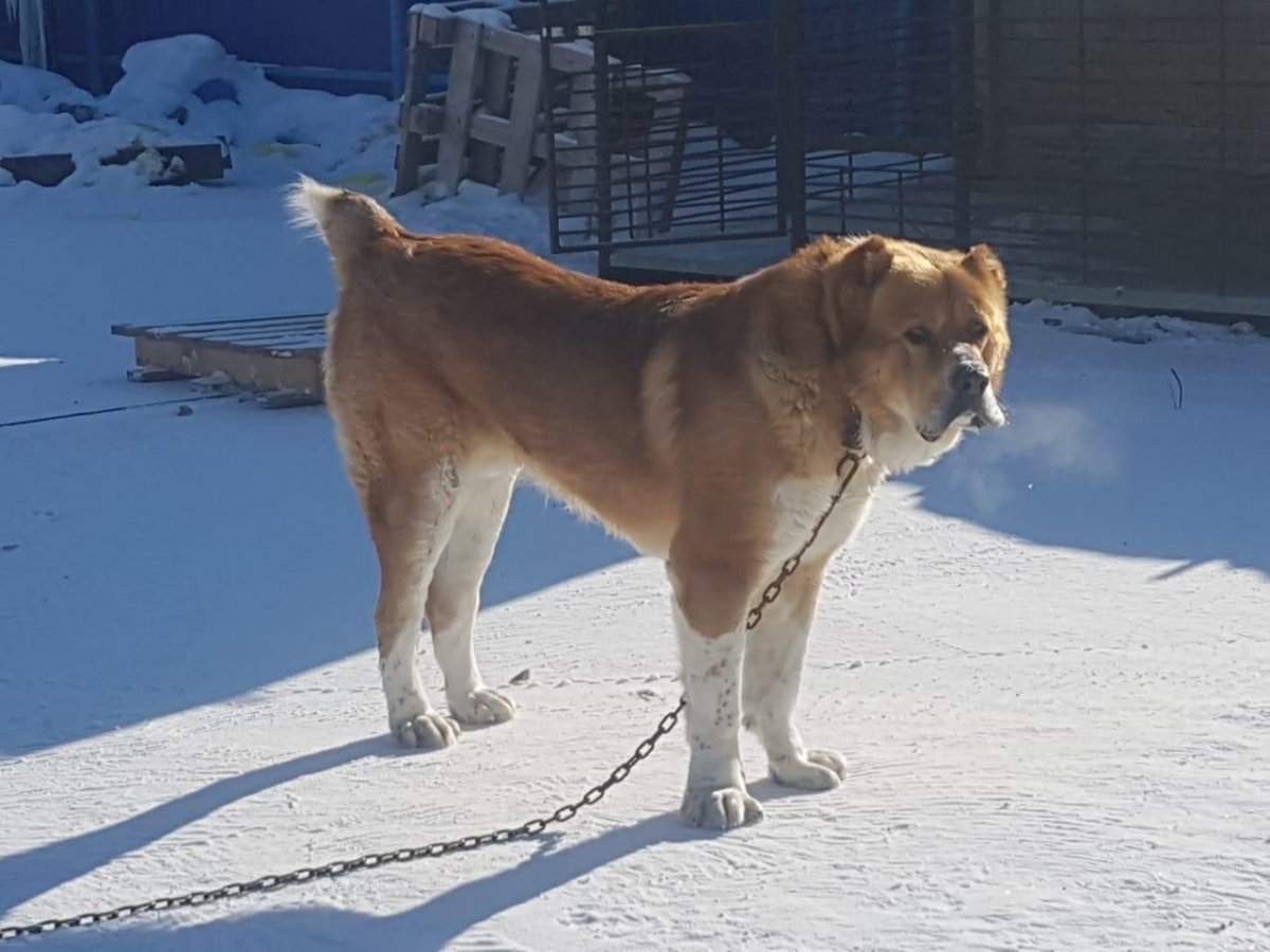 Кангал против кавказской овчарки