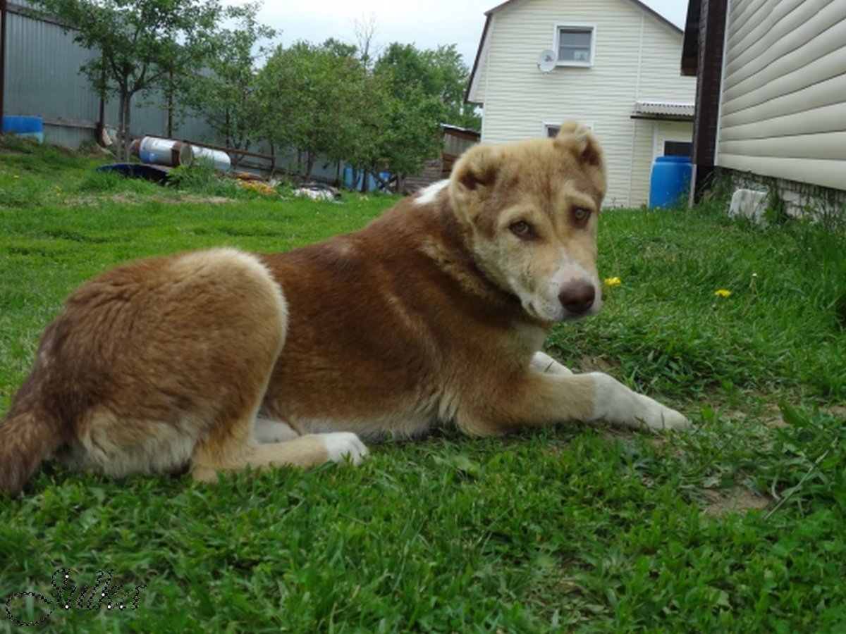 Метис Кавказская овчарка и алабай