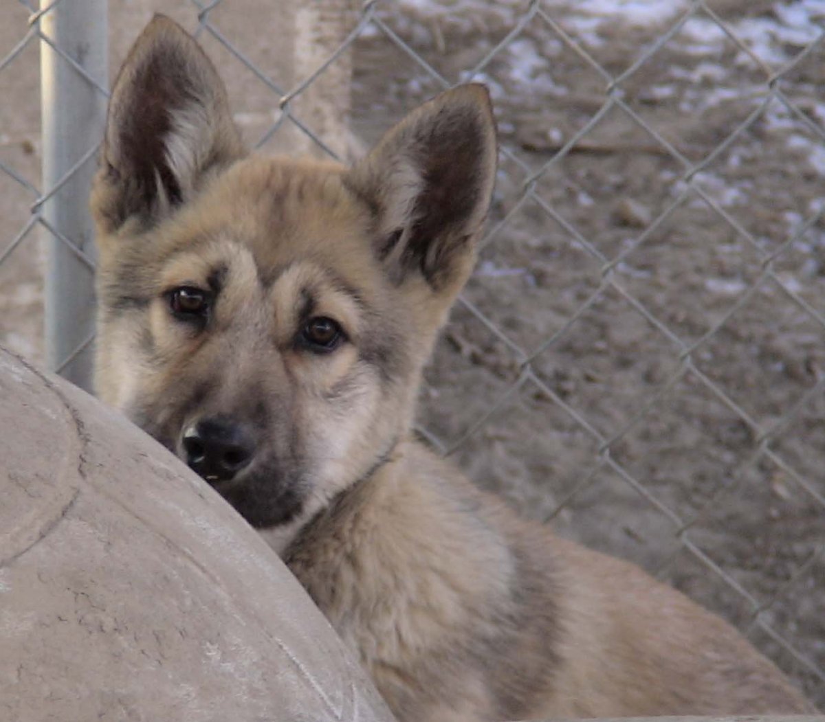 Метис алабая и волкособа