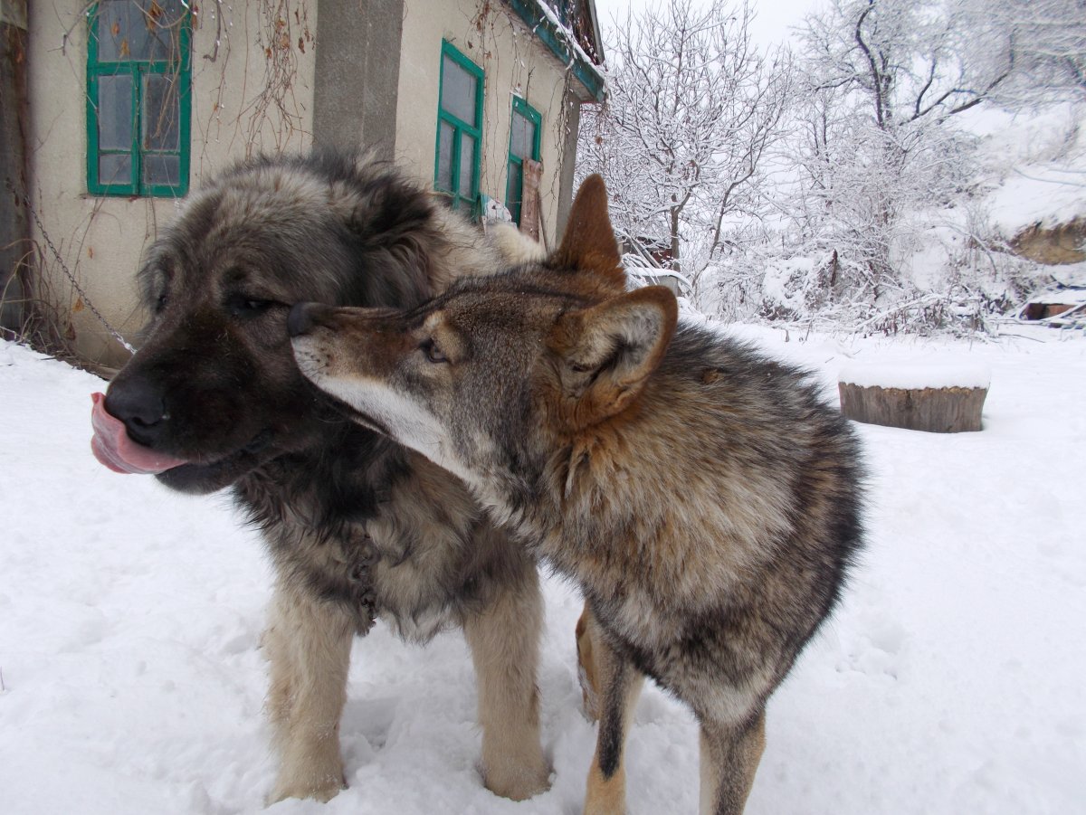 Туркменский волкодав фото чем отличается от алабая