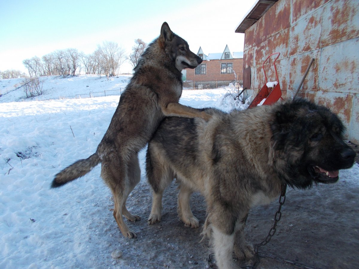 Волкодав и волкособ
