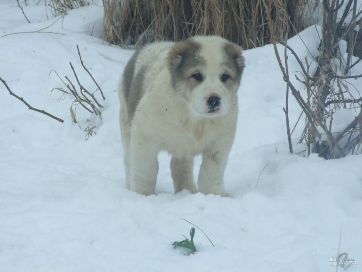 Собаку, помесь кавказца с алабаем рисунок клипарт