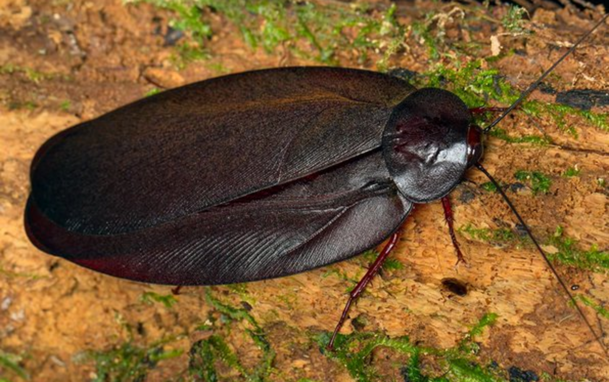 Жук Риноцерус