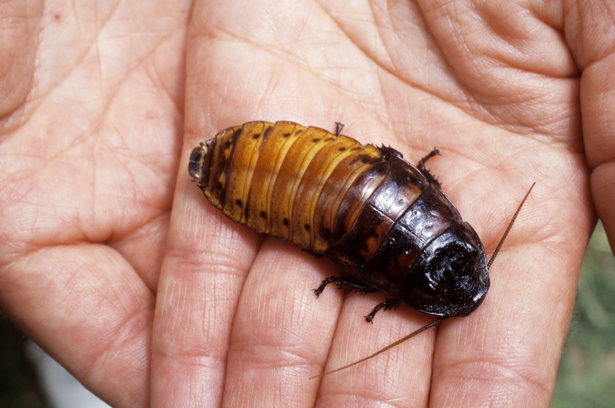 Мадагаскарский шипящий таракан