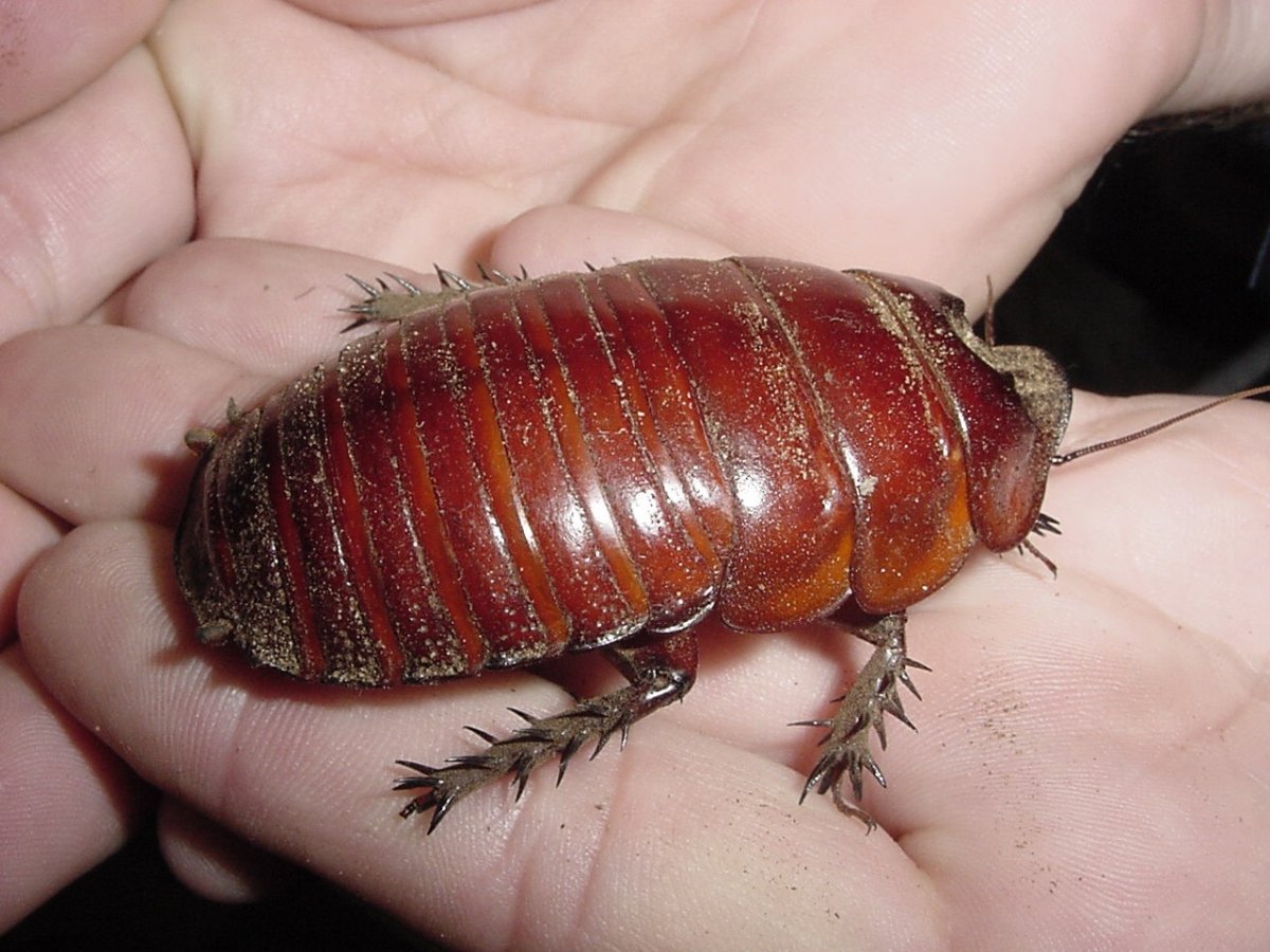 Австралийский таракан носорог