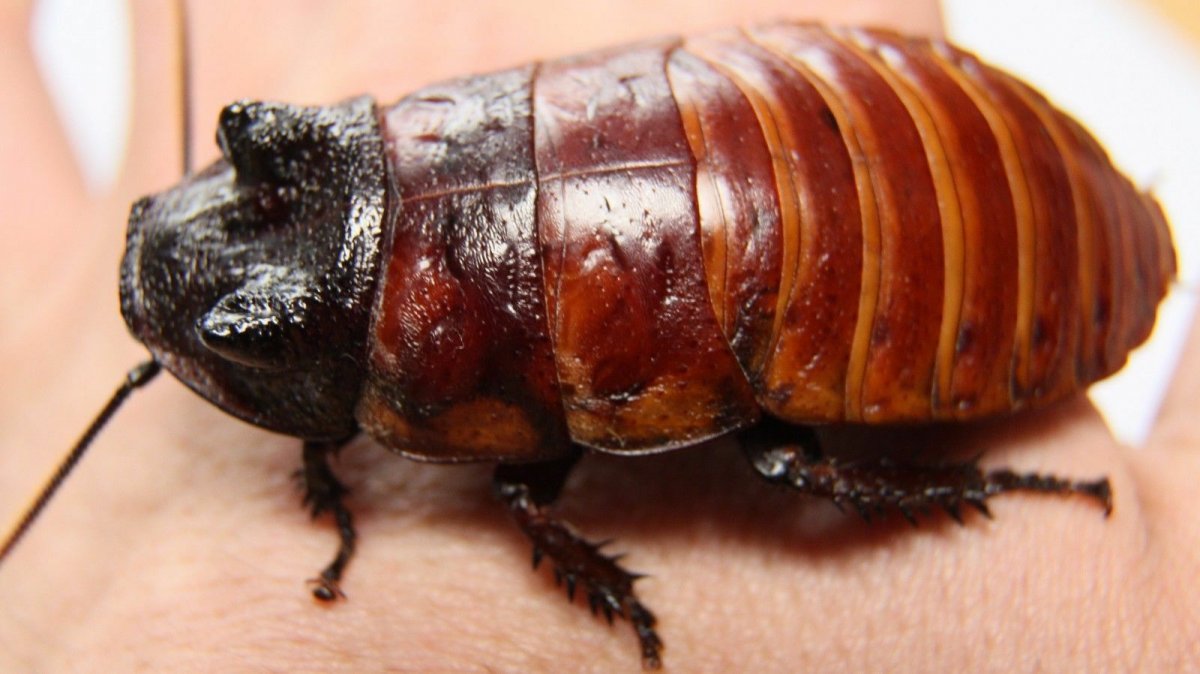 Megaloblatta longipennis