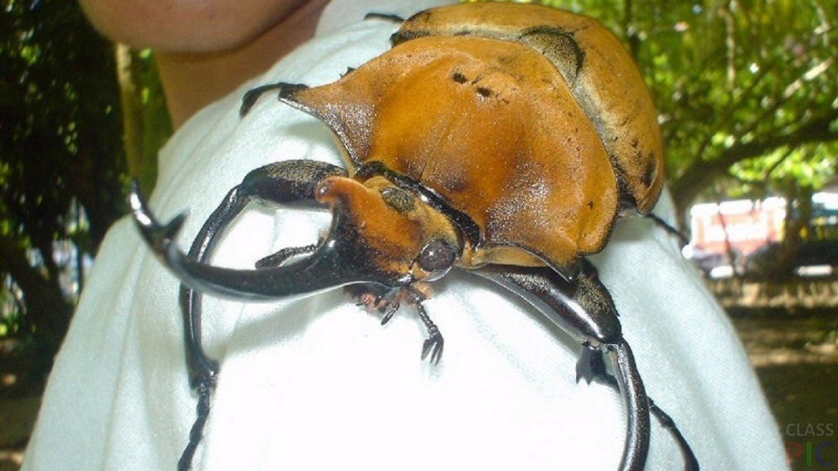 Жук дровосек Титан