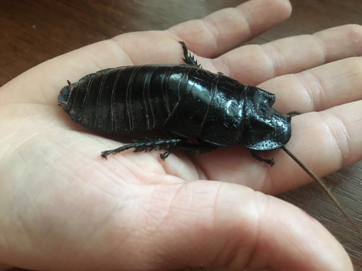 Разновидности тараканов