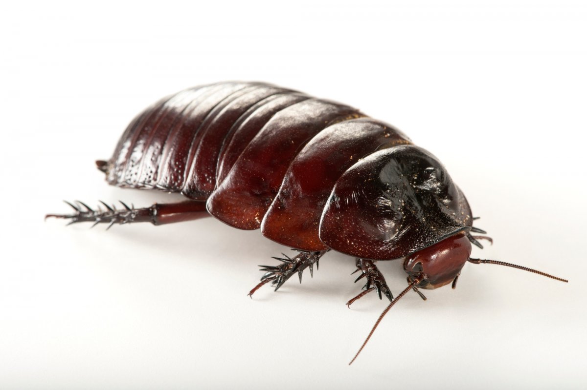 Мадагаскарский Жук