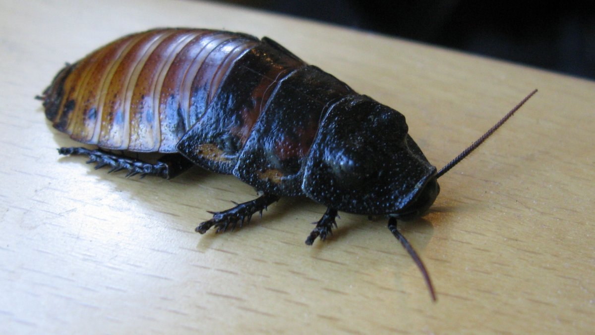 Тигровый мадагаскарский таракан