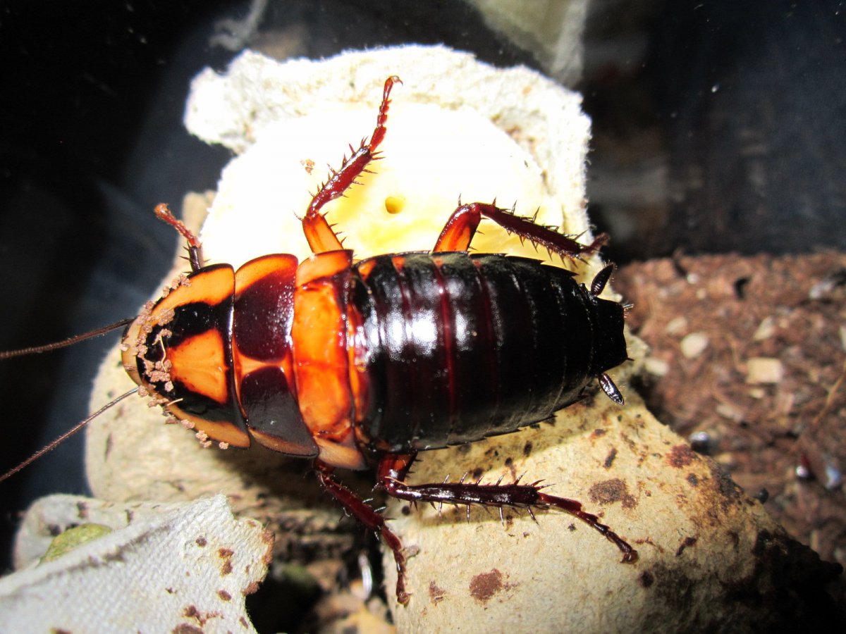 Австралийский таракан носорог