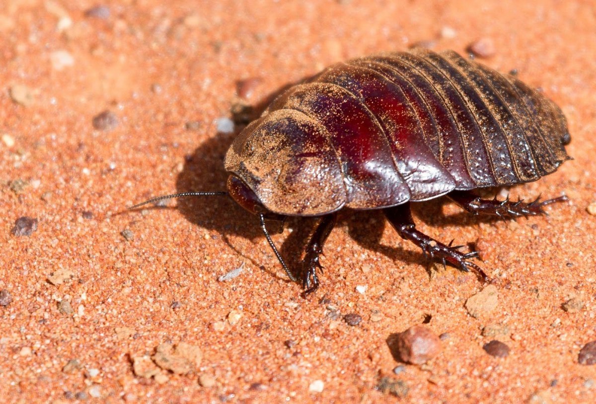 Мадагаскарский шипящий Жук