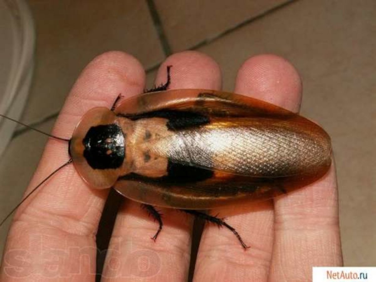 Жуки трилобиты