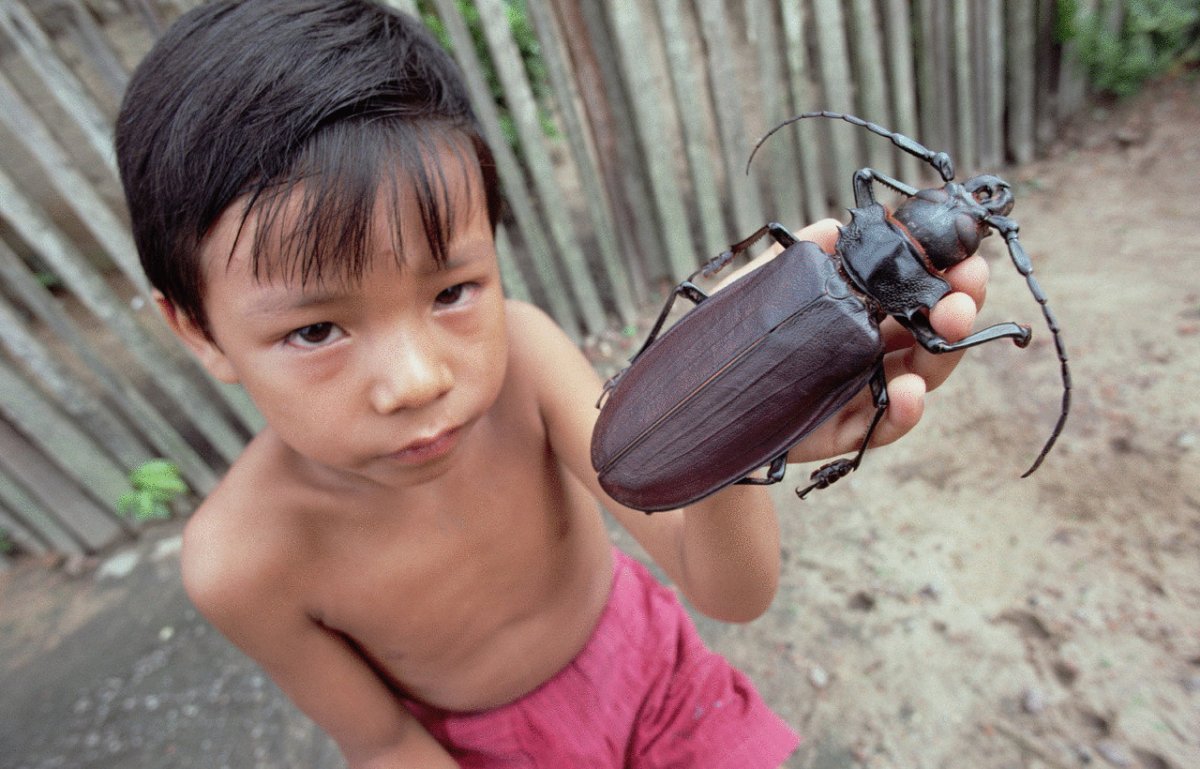 Тигровый мадагаскарский таракан