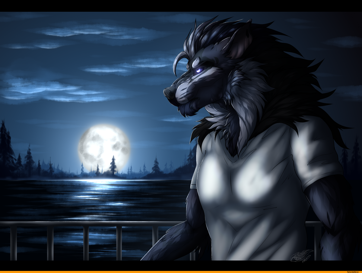 Фурри волк 3д