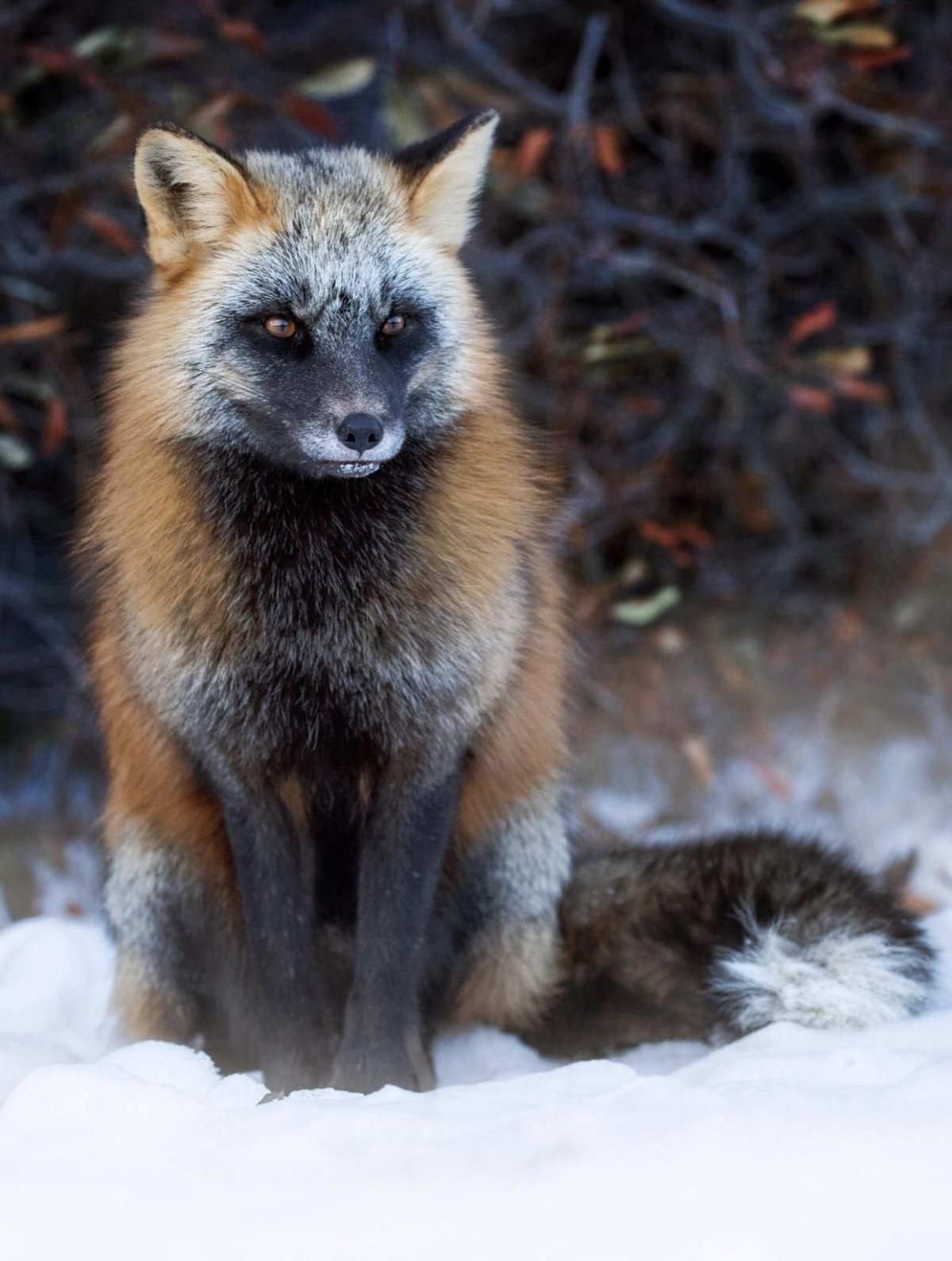 Лиса чернобурка