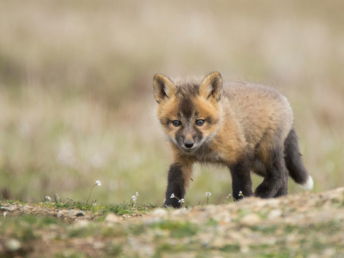 Детеныш лисы