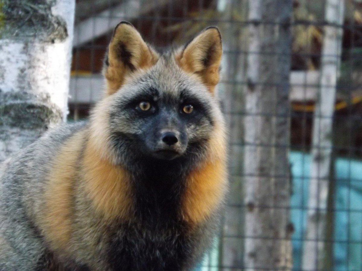 Лиса окрас крестовка