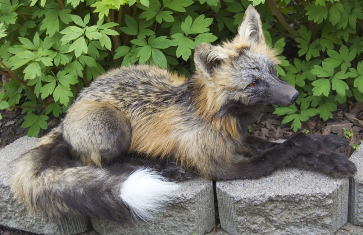 Европейская лисица