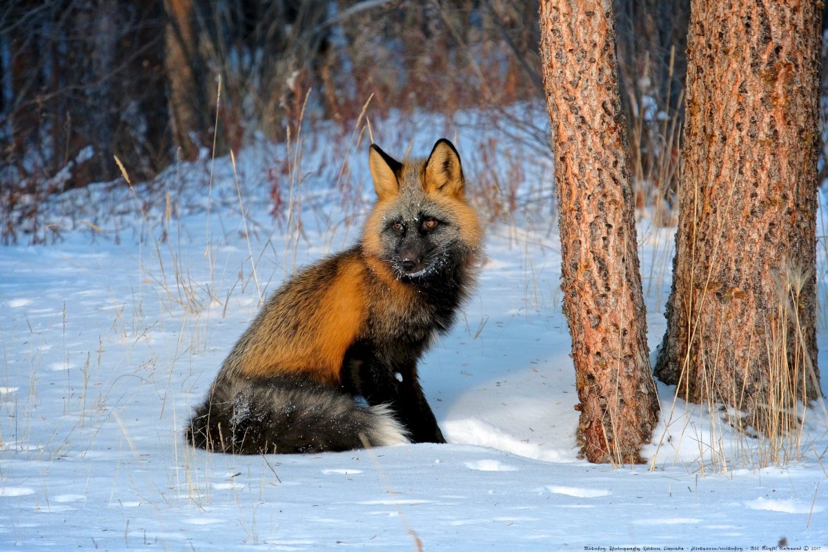 Лиса чернобурка сиводушка