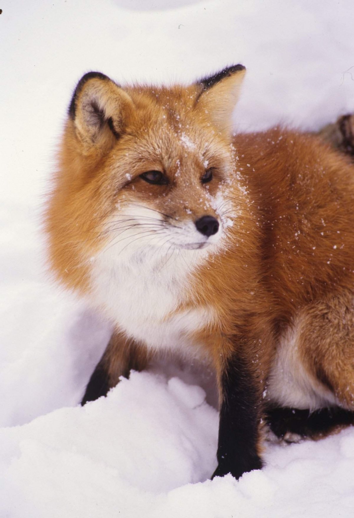 Лиса меланист